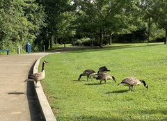 Branta canadensis