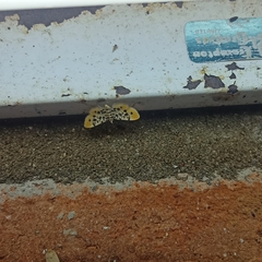 Pycnarmon alboflavalis