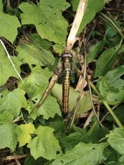 Orthetrum triangulare