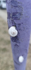 Xeropicta derbentina