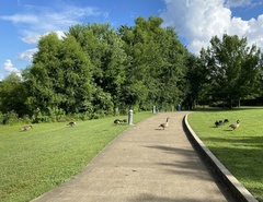 Branta canadensis