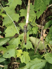 Orthetrum triangulare