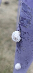 Xeropicta derbentina