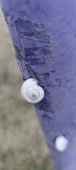 Xeropicta derbentina