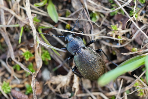 Carabus alpestris