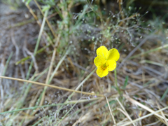 Viola langeana