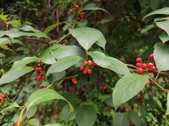 Lindera reflexa