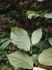 Lindera reflexa