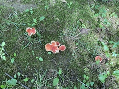 Russula