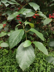 Lindera reflexa