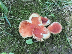 Russula