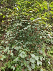 Lindera reflexa