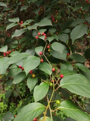 Lindera reflexa