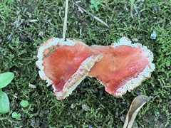 Russula