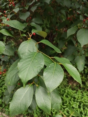 Lindera reflexa