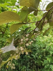 Styrax faberi
