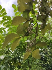 Styrax faberi
