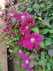 Clematis