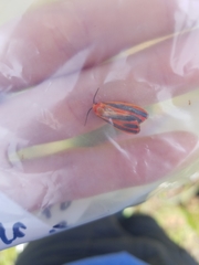 Hypoprepia miniata