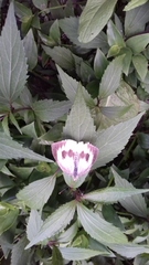 Pieris cheiranthi benchoavensis