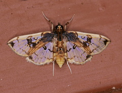 Compacta hirtalis