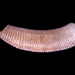 Caecidae - Photo (c) pliffgrieff,  זכויות יוצרים חלקיות (CC BY-NC-SA)