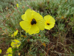 Cistus lasianthus alyssoides