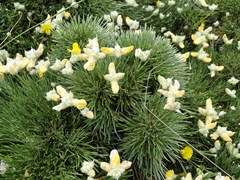 Echinospartum ibericum