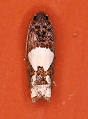 Epiblema dorsisuffusana