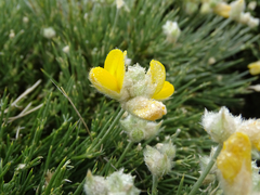 Echinospartum ibericum