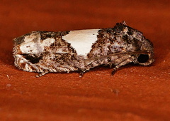 Epiblema dorsisuffusana