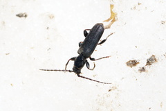 Tetropium castaneum