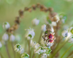 Augochloropsis tupacamaru