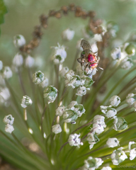 Augochloropsis tupacamaru