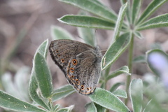 Coenonympha haydenii