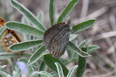 Coenonympha haydenii