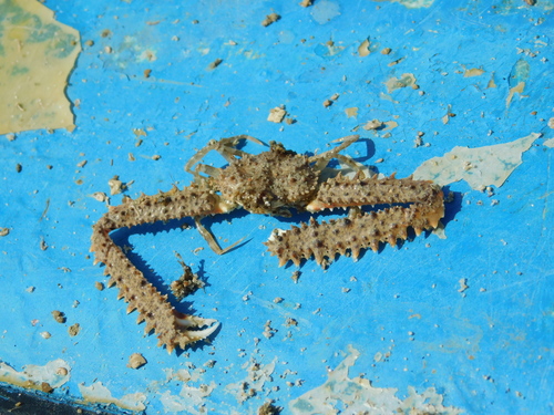 Parthenope longimanus observed 2021-07-02