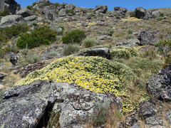 Echinospartum ibericum