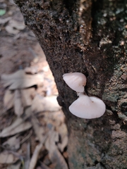 Pleurotus djamor