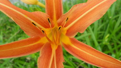 Hemerocallis fulva