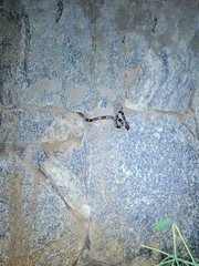 Lycodon anamallensis