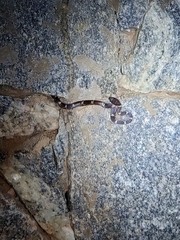 Lycodon anamallensis