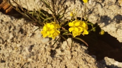 Erysimum nevadense