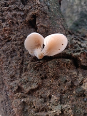 Pleurotus djamor