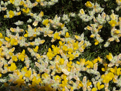 Echinospartum ibericum