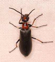 Lydomorphus bisignatus