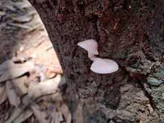 Pleurotus djamor