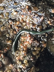 Emplectonema gracile