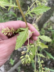 Rorippa palustris palustris