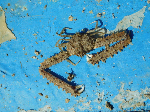 Parthenope longimanus observed 2021-07-02